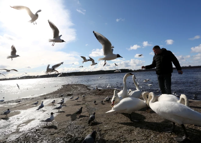 Pasaulē novērojams visu laiku lielākais putnu gripas uzliesmojums 