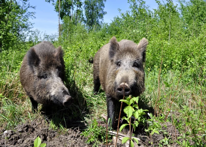 Āfrikas cūku mēris pagājušajā nedēļā Latvijā konstatēts divām mežacūkām