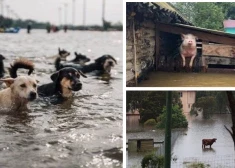 Dzīvnieki spiesti paši glābties no Dņepras plūdiem.