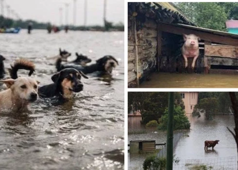VIDEO: Dņipra aiznes māju, dzīvnieki glābjas no plūdiem. Cik liela bija uzspridzinātā HES - salīdzinām ar Pļaviņu HES