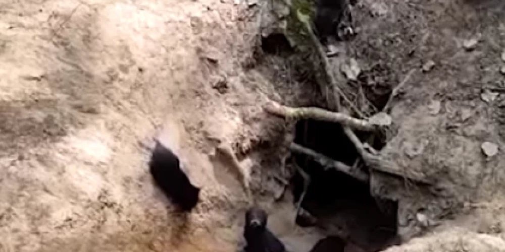 ВИДЕО: в лесу Курземе обнаружены детеныши енотовидной собаки