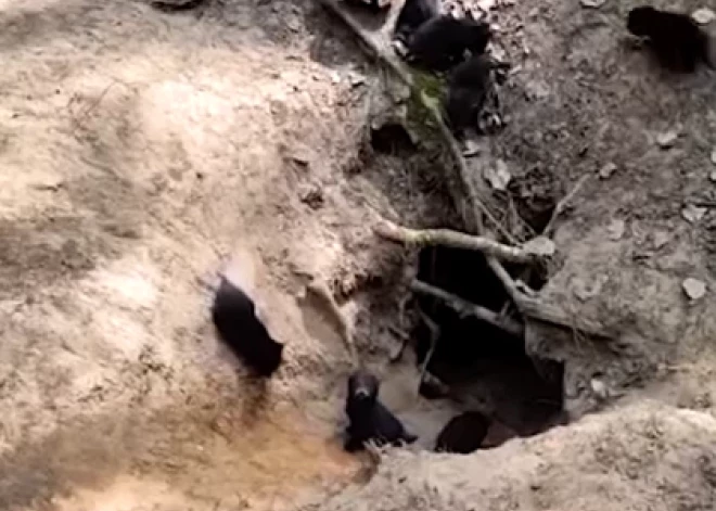 ВИДЕО: в лесу Курземе обнаружены детеныши енотовидной собаки