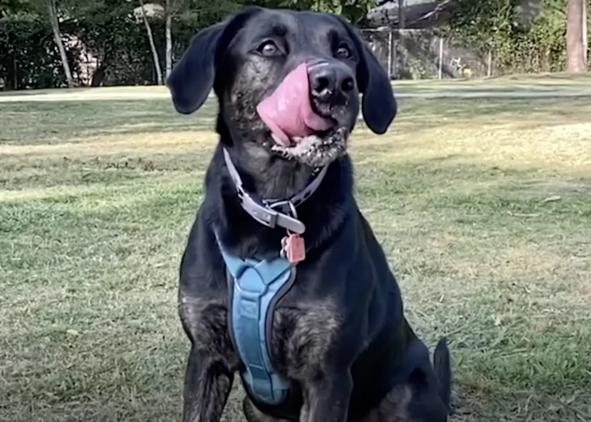 Новый рекорд Книги Гиннесса: как выглядит собака с самым длинным языком в мире