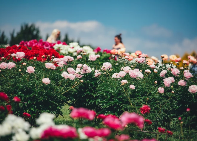 FOTO: Kalsnavā puķu draugus priecē dārza dīvas - peonijas