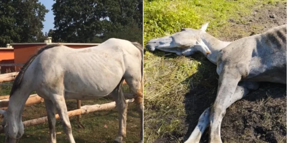 В Елгаве судят женщину за доведение лошади до смерти; зоозащитники требуют отправить ее за решетку