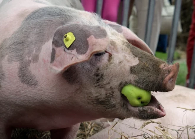 Цены на свинину достигли небывалого уровня: фермеры рады повышению