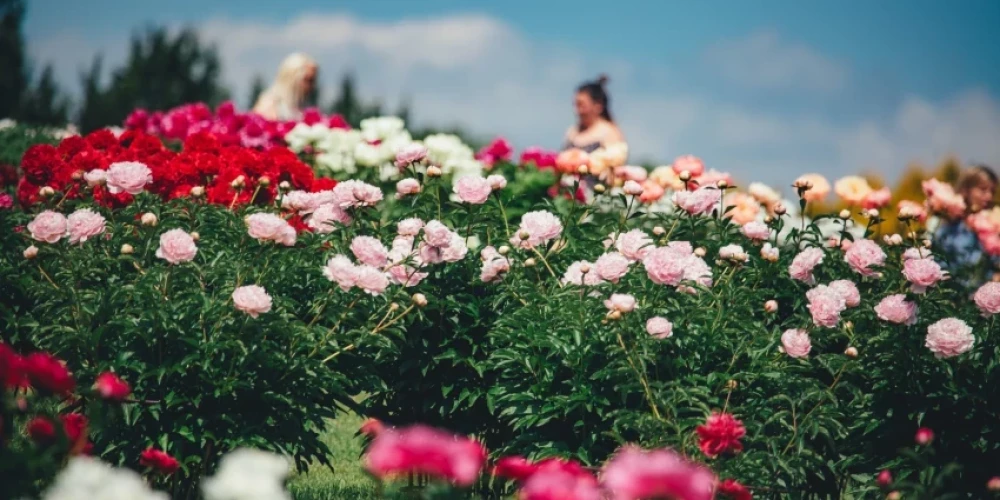 ФОТО: любителей цветов приглашают полюбоваться на "королей" сада - роскошные пионы
