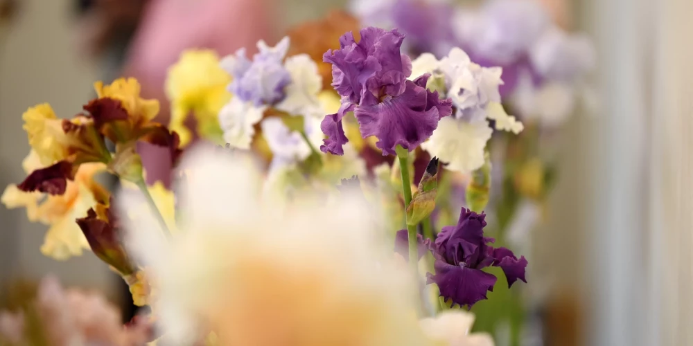 В переводе с древнегреческого слово iris означает "радуга". (Фото: LETA)