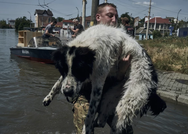 Pēc Kahovkas HES sagraušanas Hersonas apgabalā ir applūdušas plašas teritorijas un apdzīvotas vietas. To vidū ir mazdārziņi, lauku teritorijas un ciemati, kur, protams, netrūkst mājdzīvnieku. Tāpēc Ukrainas glābšanas dienesti un teritoriālās aizsardzības vienības glābj ne tikai applūdušajās teritorijās palikušos cilvēkus, bet arī mājdzīvniekus.