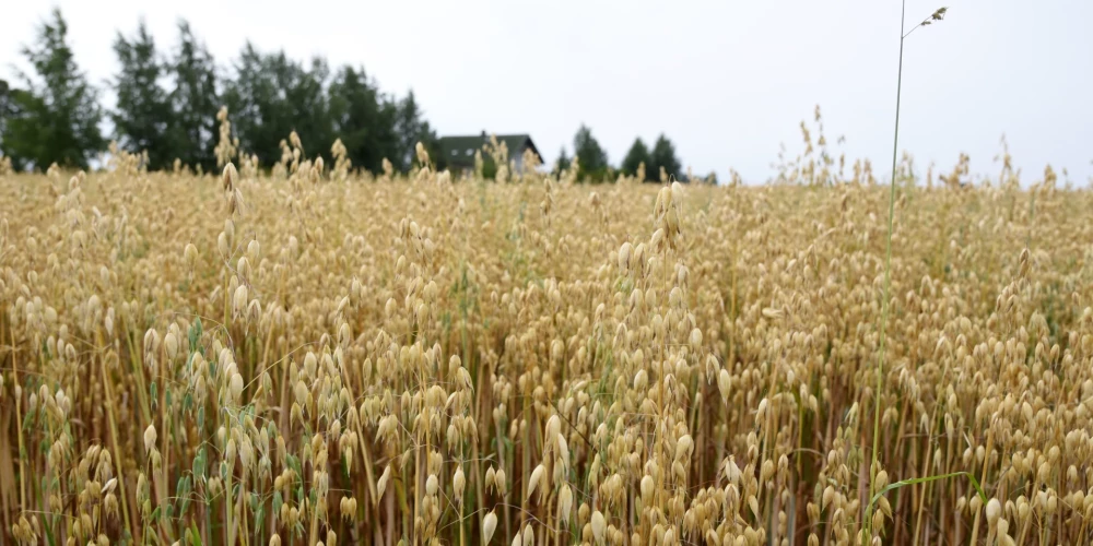 "Ситуация драматическая": урожай в Латвии будет меньше примерно на треть