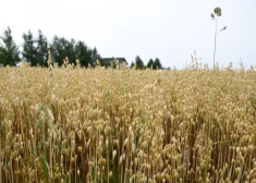 "Ситуация драматическая": урожай в Латвии будет меньше примерно на треть