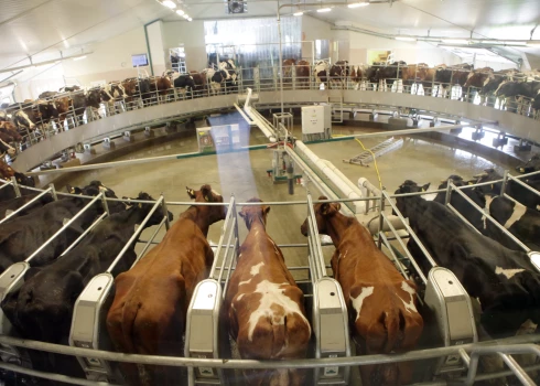 LOSP: Sausums un zemās piena cenas varētu novest pie piensaimniecību likvidēšanās rudenī