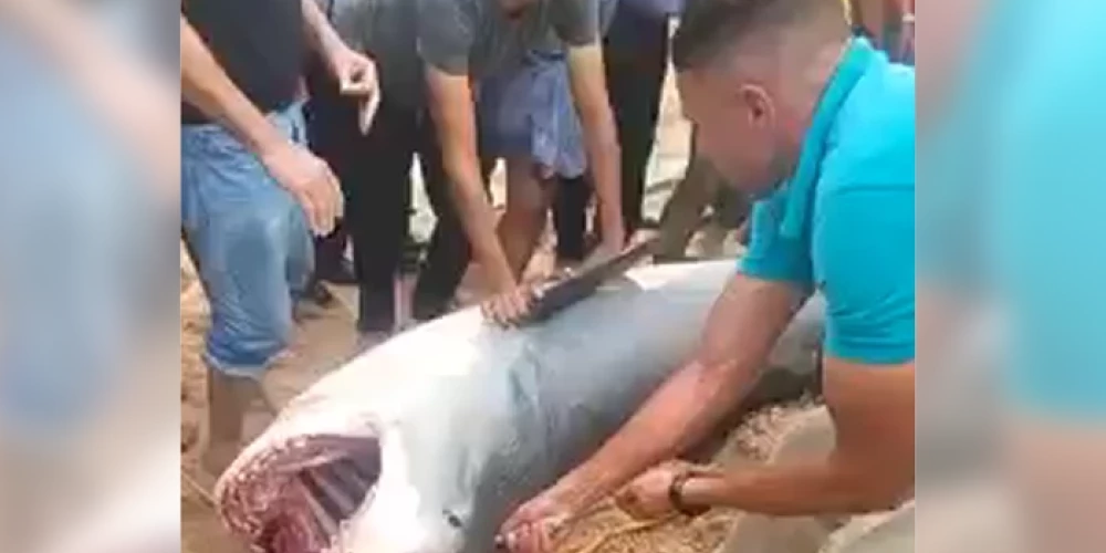 "Мясорубка случилась за 20 секунд": отец погибшего от нападения акулы россиянина назвал это нелепым стечением обстоятельств