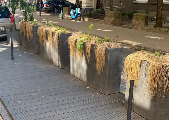 Novītušais Rīgas jūgendstils: interneta lietotāji "sajūsminās" par Rīgas "zaļo" rotu