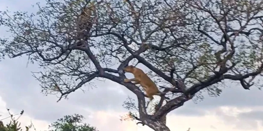 VIDEO: lauvene uzrāpjas kokā un aplaupa leopardu, taču ar to drāma nebeidzas