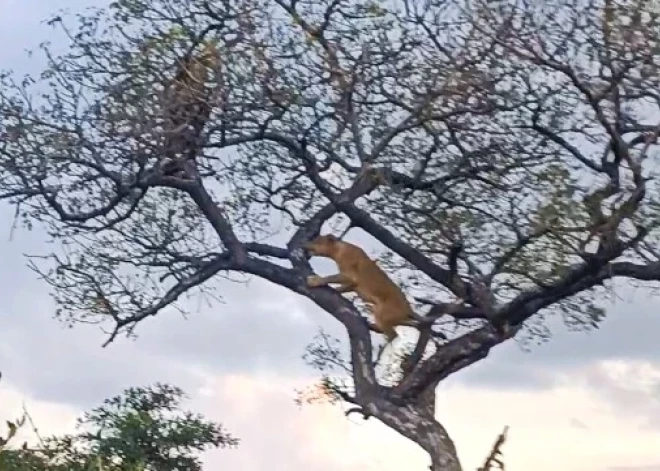 VIDEO: lauvene uzrāpjas kokā un aplaupa leopardu, taču ar to drāma nebeidzas