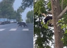 Медведь сначала прогуливался по городу, а потом залез на дерево