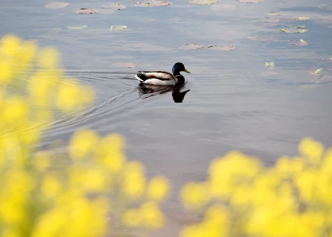 Svētdien visu dienu spīdēs saule