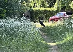 Melnais stārķis pastaigājas Rīgas nomalē.