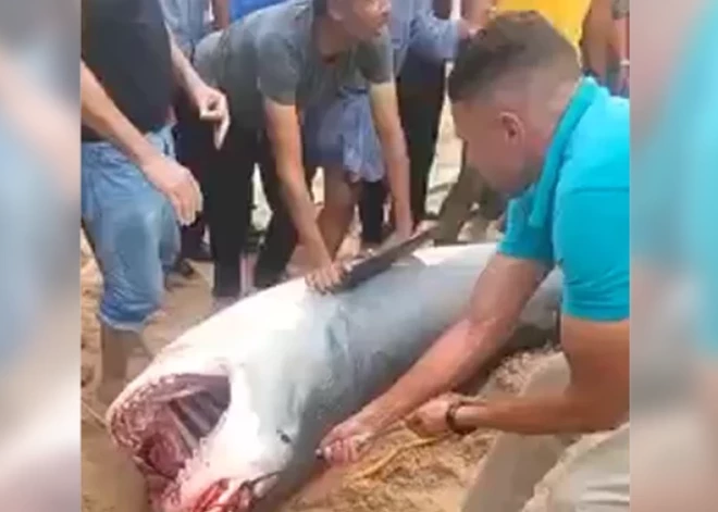 "Лицо имеет искаженные черты. Даже трудно опознать": тело погибшего от нападения акулы в Хургаде россиянина отказались выдать его родным