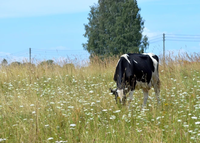 Otrdien gaisa temperatūra paaugstināsies līdz +25 grādiem