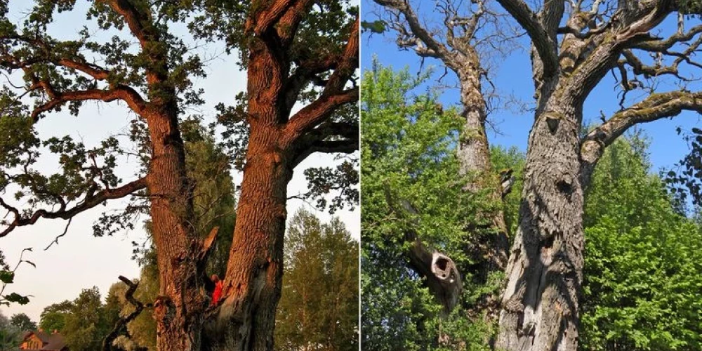 Снимки многовекового дуба, сделанные 9 июля 2010 года и 10 июня 2023 года. (Фото: Twitter.com / Dabas retumu krātuve)