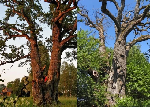 Снимки многовекового дуба, сделанные 9 июля 2010 года и 10 июня 2023 года. (Фото: Twitter.com / Dabas retumu krātuve)