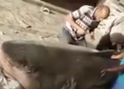   "Она сожрала российского туриста": в Египте из акулы-людоеда сделают мумию