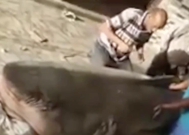 "Она сожрала российского туриста": в Египте из акулы-людоеда сделают мумию