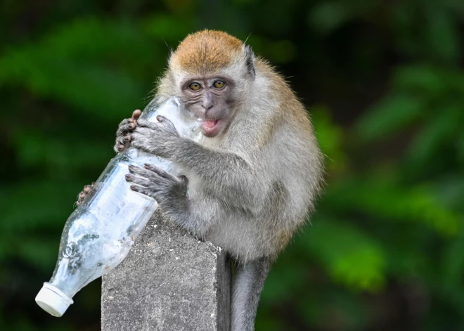 Čehijā no zoodārza izbēguši pērtiķi aizbēg uz Vāciju