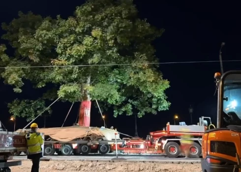ВИДЕО: ночью 50-тонный дуб с Рижского автовокзала был пересажен на новое место