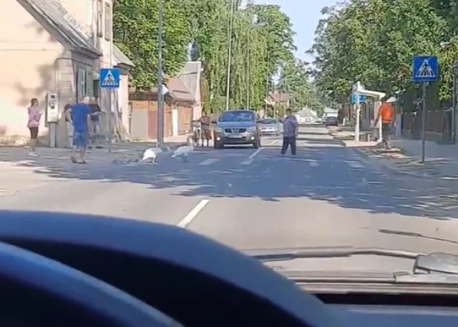 ВИДЕО: в Екабпилсе семейство лебедей пересекает улицу по всем правилам дорожного движения