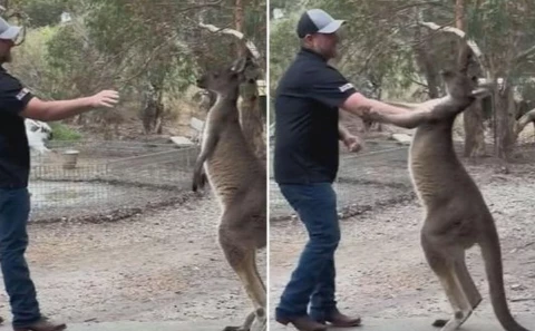 Порно с кенгуру видео смотреть