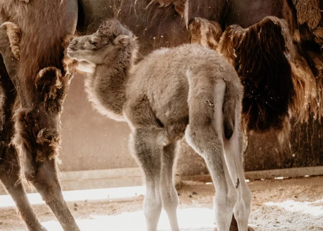 Rīgas zoodārzā piedzimis kamieļu mazulis