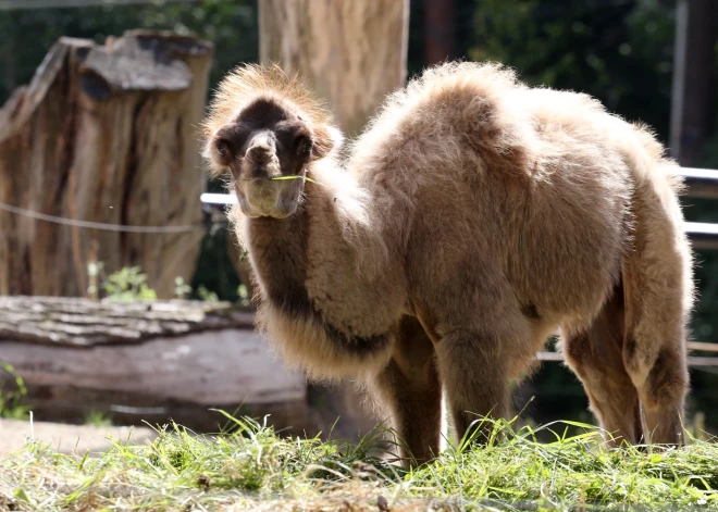 В Рижском зоопарке пополнение - родился верблюжонок
