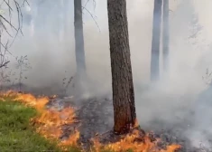 (Фото: скриншот видео)