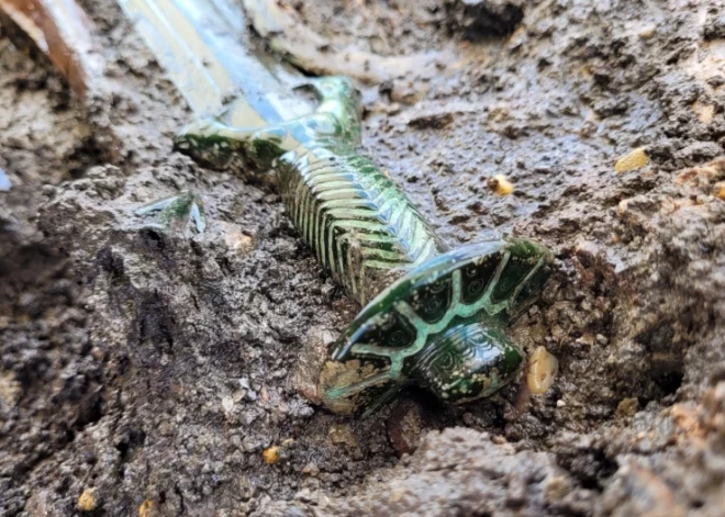 "Такого рода находки случаются очень редко": в Германии нашли бронзовый меч, выкованный 3000 лет назад