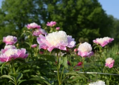 Botāniskais dārzs aicina uz “Zāļu dienas” stādu tirgu un peoniju ziedēšanu