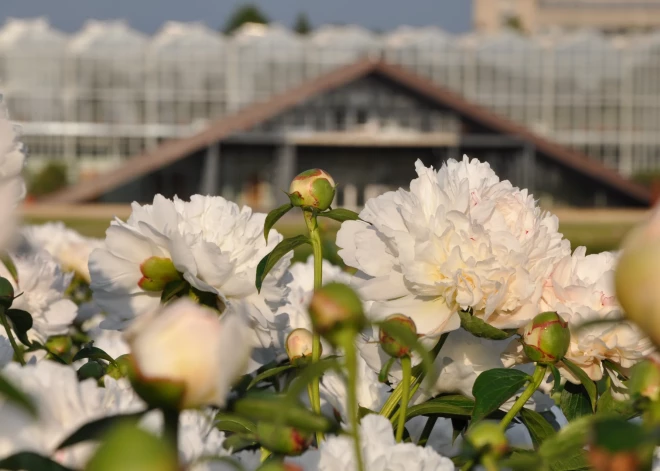Šobrīd Botāniskajā dārzā viena pēc otras plaukst pienziedu peonijas krāšņās šķirnes. NBD kolekcijā ir ap 200 peoniju šķirnes un 6 sugas. Peonijas dažkārt tiek pieskaitītas “sliņķu kultūrām”, jo labos apstākļos var netraucēti augt un ziedēt desmitiem gadu.