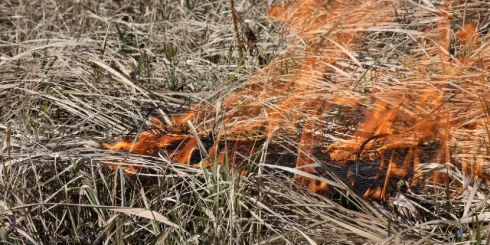Лесные пожары возле Вентспилсской нефтебазы: полиция задержала возможного поджигателя