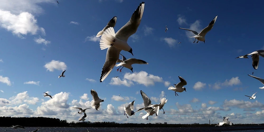 PVD informē, ka putnu gripa konstatēta arī Saulkalnē