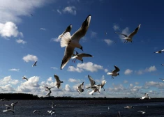 PVD informē, ka putnu gripa konstatēta arī Saulkalnē