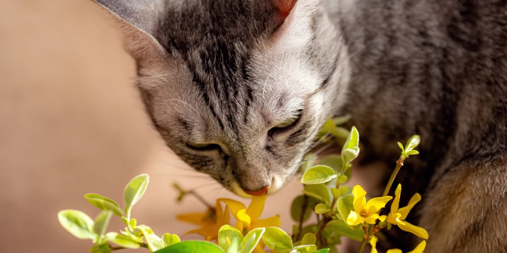 Kaķis ēd telpaugus un grieztos ziedus. Vai tas nav kaitīgi?