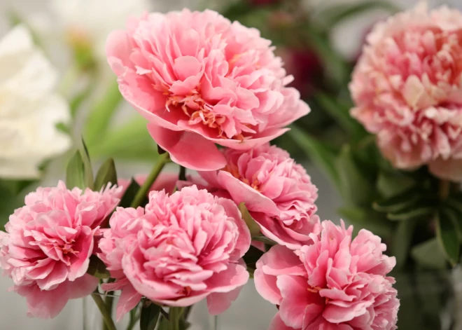 Kā likt peonijām izskatīties svaigām pat 10 dienas? Četri būtiski padomi