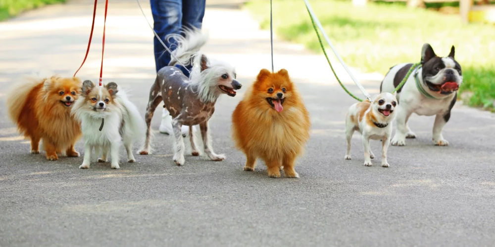 Няня должна будет "бросить все" и "оставить свою личную жизнь на втором плане", чтобы поставить благосостояние собак на первое место.