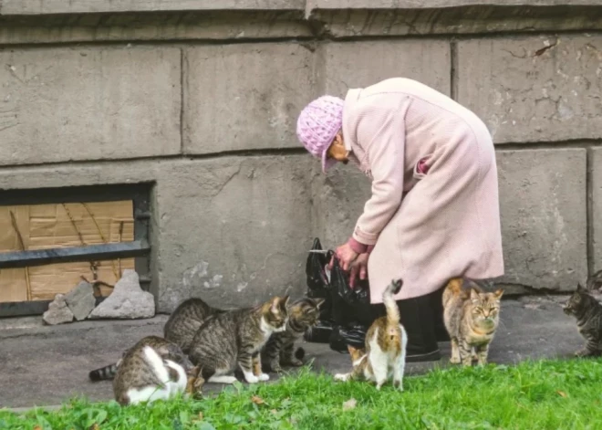 "Соседка под домом кормит кошек, окна не открыть": эксперт объясняет, что делать в таких случаях