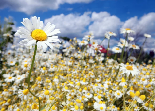 Иван-чай, ромашка, васильки, зверобой и не только: узнайте, какими свойствами обладают Яновы травы
