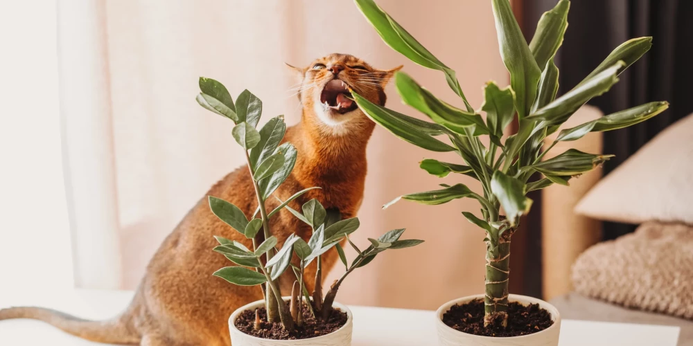Kāpēc kaķi ēd puķes? Populārāko bīstamo dārza puķu un telpaugu saraksts