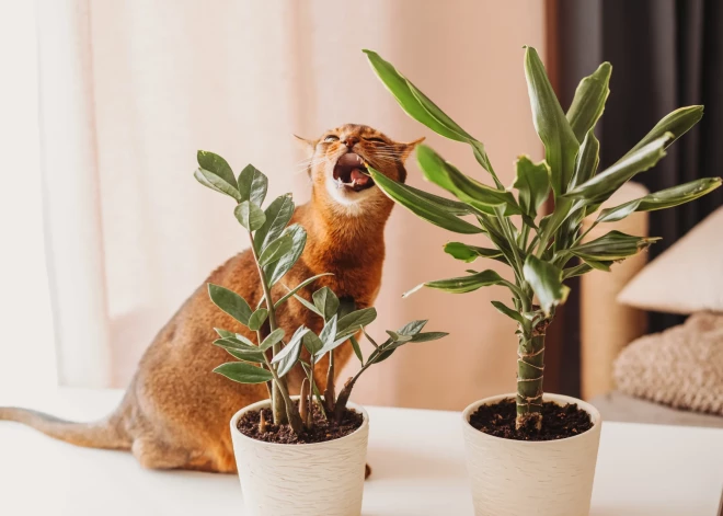 Kāpēc kaķi ēd puķes? Populārāko bīstamo dārza puķu un telpaugu saraksts