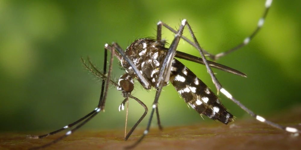 В Европе распространяются две опасные инфекции, которые переносят комары. Какие страны затронуты?